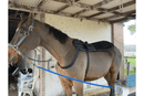 OMI PEMF Full Equine Package: Blanket, Shoulder Band, Neck Wrap, Rear Leg Wrap, Front Leg Wrap