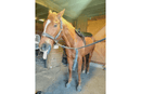 OMI PEMF Horse Blanket